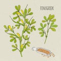 Fenugreek medical botanical isolated illustration. Plant, leaves, seeds hand drawn set. Vintage sketch colorful.