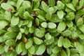 Fenugreek Small vegetabal Royalty Free Stock Photo