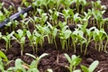 Fenugreek Small vegetabal Royalty Free Stock Photo