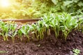 Fenugreek Small vegetabal Royalty Free Stock Photo