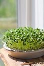 Fenugreek microgreens. Sprouting Microgreens. Trigonella foenum-graecum. Vegan and healthy eating concept. Sprouted fenugreek Royalty Free Stock Photo