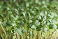 Fenugreek microgreens. Sprouting Microgreens. Trigonella foenum-graecum. Vegan and healthy eating concept. Sprouted fenugreek Royalty Free Stock Photo