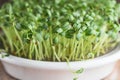 Fenugreek microgreens. Sprouting Microgreens. Trigonella foenum-graecum. Vegan and healthy eating concept. Sprouted fenugreek Royalty Free Stock Photo