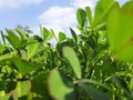 Fenugreek plant  in field in blue sky background. Royalty Free Stock Photo