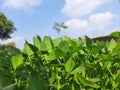 Fenugreek plant  in field in blue sky background. Royalty Free Stock Photo