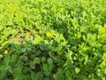 Fenugreek plant  in field . Royalty Free Stock Photo