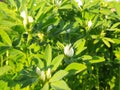 Fenugreek plant with flower in field. Royalty Free Stock Photo