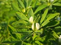 Fenugreek plant with flower in field. Royalty Free Stock Photo