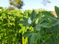 Fenugreek plant with flower in field. Royalty Free Stock Photo