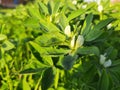 Fenugreek plant with flower in field. Royalty Free Stock Photo