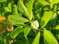 Fenugreek plant with flower in field. Royalty Free Stock Photo