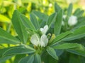 Fenugreek plant with flower in field. Royalty Free Stock Photo