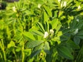 Fenugreek plant with flower in field. Royalty Free Stock Photo