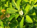 Fenugreek plant with flower in field. Royalty Free Stock Photo