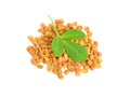 Fenugreek seed with leawes. Trigonella foenum-graecum Royalty Free Stock Photo