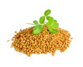 Fenugreek seed with sprout. Trigonella foenum-graecum Royalty Free Stock Photo