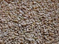 Fenugreek seeds background, spice, culinary ingredient