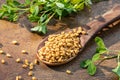 Fenugreek seeds on a spoon with fresh fenugreek plant Royalty Free Stock Photo