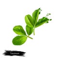 Fenugreek. Shambala . Helba. Medicinal plant. Digital art Royalty Free Stock Photo