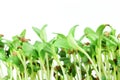 Fenugreek sprout growing plant closeup