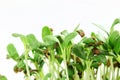 Fenugreek sprout growing plant closeup