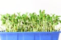 Fenugreek sprout growing plant in container