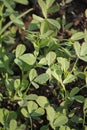 Fenugreek, Trigonella foenum-graecum Royalty Free Stock Photo