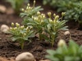 Fenugreek (Trigonella foenum-graecum)