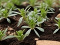 Fenugreek (Trigonella foenum-graecum)