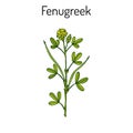 Fenugreek trigonella foenum-graecum , medicinal plant