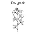 Fenugreek trigonella foenum-graecum , medicinal plant