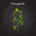 Fenugreek trigonella foenum-graecum , medicinal plant