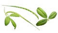 Fenugreek Trigonella foenum-graecum pods, leaves, paths