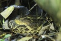 Fer-de-lance (Bothrops asper), Costa Rica