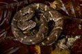 Lancehead or fer-de-lance (Bothrops atrox) Royalty Free Stock Photo