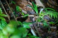 Fer-De-Lance & x28;Bothrops atrox& x29; in Costa Rica Royalty Free Stock Photo