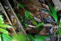 Fer-De-Lance & x28;Bothrops atrox& x29; in Costa Rica Royalty Free Stock Photo