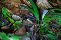 Fer-De-Lance & x28;Bothrops atrox& x29; in Costa Rica Royalty Free Stock Photo