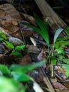 Fer-De-Lance (Bothrops atrox) in Costa Rica Royalty Free Stock Photo