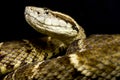 Fer-de-Lance Bothrops atrox Royalty Free Stock Photo