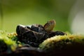 Fer-de-lance, Bothrops atrox,  in nature habitat. Common Lancehead viper, in tropical forest. Poison snake in the dark jungle. Royalty Free Stock Photo