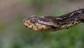 Fer-de-lance in Costa Rica Royalty Free Stock Photo