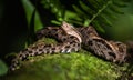 Fer-de-lance in Costa Rica Royalty Free Stock Photo