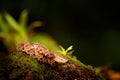 Fer-de-lance in nature habitat. Common Lancehead, Bothrops atrox, in tropical forest. Poison snake in the dark jungle. Detail of r Royalty Free Stock Photo