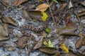 Wildlife: A Fer-de-lance Bothrops asper is seen in a trail in Peten, Guatemala Royalty Free Stock Photo