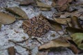 Wildlife: A Fer-de-lance Bothrops asper is seen in a trail in Peten, Guatemala Royalty Free Stock Photo