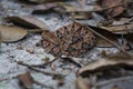 Wildlife: A Fer-de-lance Bothrops asper is seen in a trail in Peten, Guatemala Royalty Free Stock Photo