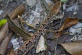 Wildlife: A Fer-de-lance Bothrops asper is seen in a trail in Peten, Guatemala Royalty Free Stock Photo