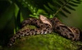 Fer de lance viper in Costa Rica Royalty Free Stock Photo