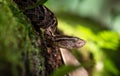 Fer de lance viper in Costa Rica